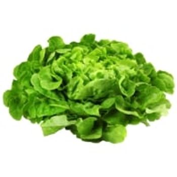 Comparez Salade chene blonde bio